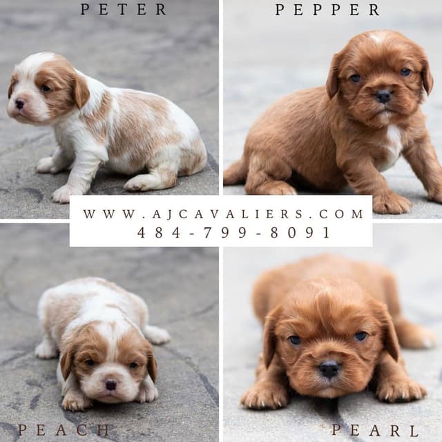 Cavalier King Charles Spaniel Puppies media 4