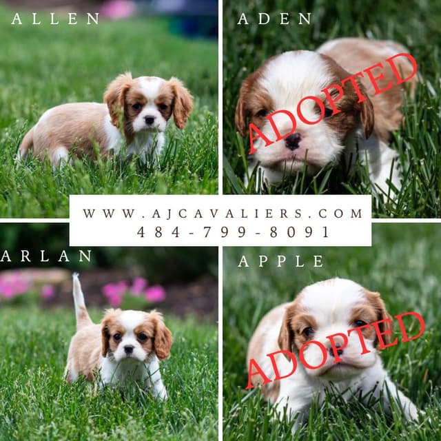 Cavalier King Charles Spaniel Puppies media 4