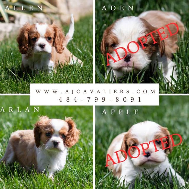 Cavalier King Charles Spaniel Puppies media 3