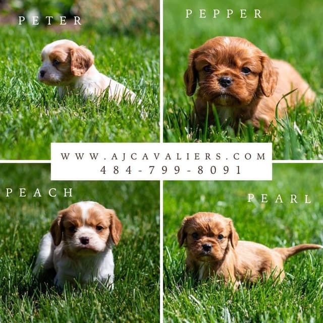 Cavalier King Charles Spaniel Puppies media 3