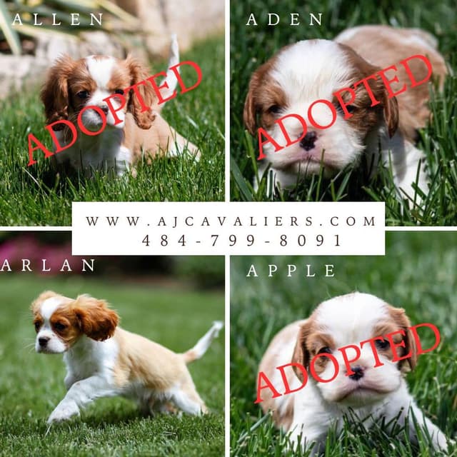Cavalier King Charles Spaniel Puppies media 2