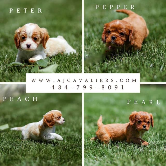 Cavalier King Charles Spaniel Puppies media 2