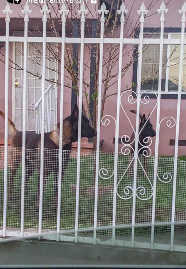 Belgian Malinois Puppies media 3