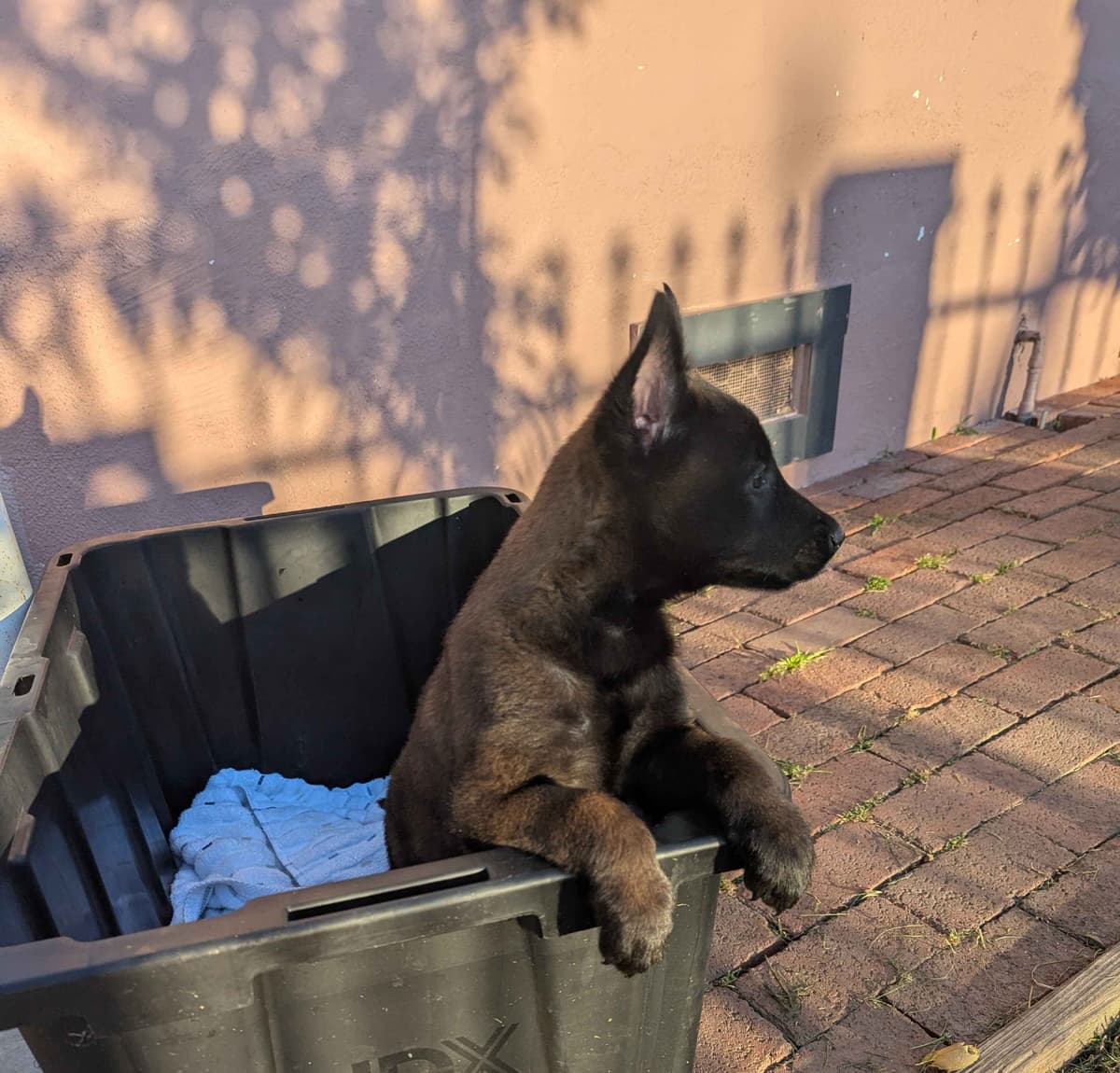 Belgian Malinois Puppies breeder image 1