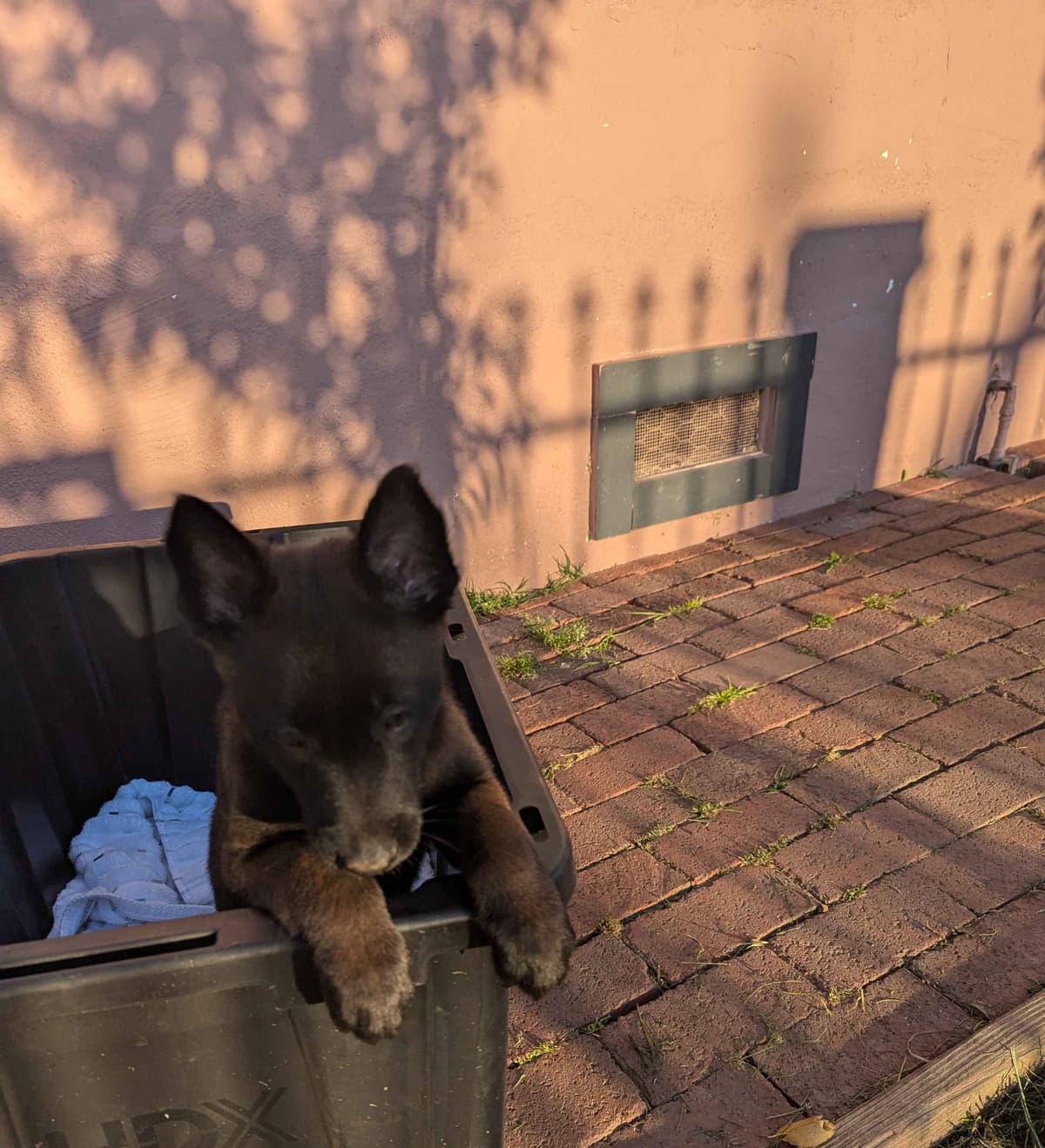 Belgian Malinois Puppies breeder image 3