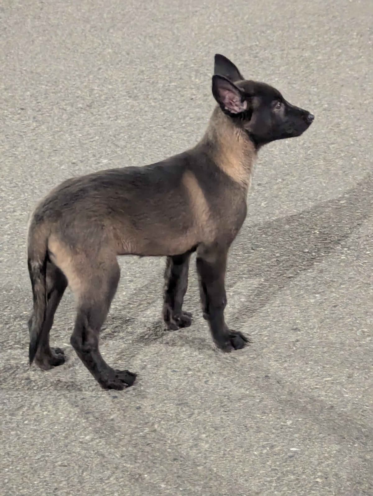 Belgian Malinois Puppies breeder image 5