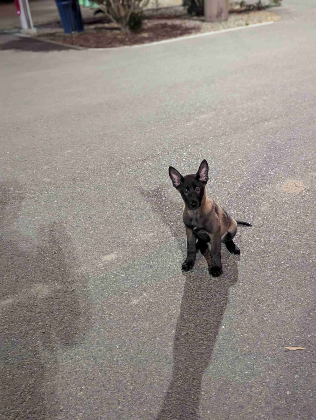 Belgian Malinois Puppies breeder image 6