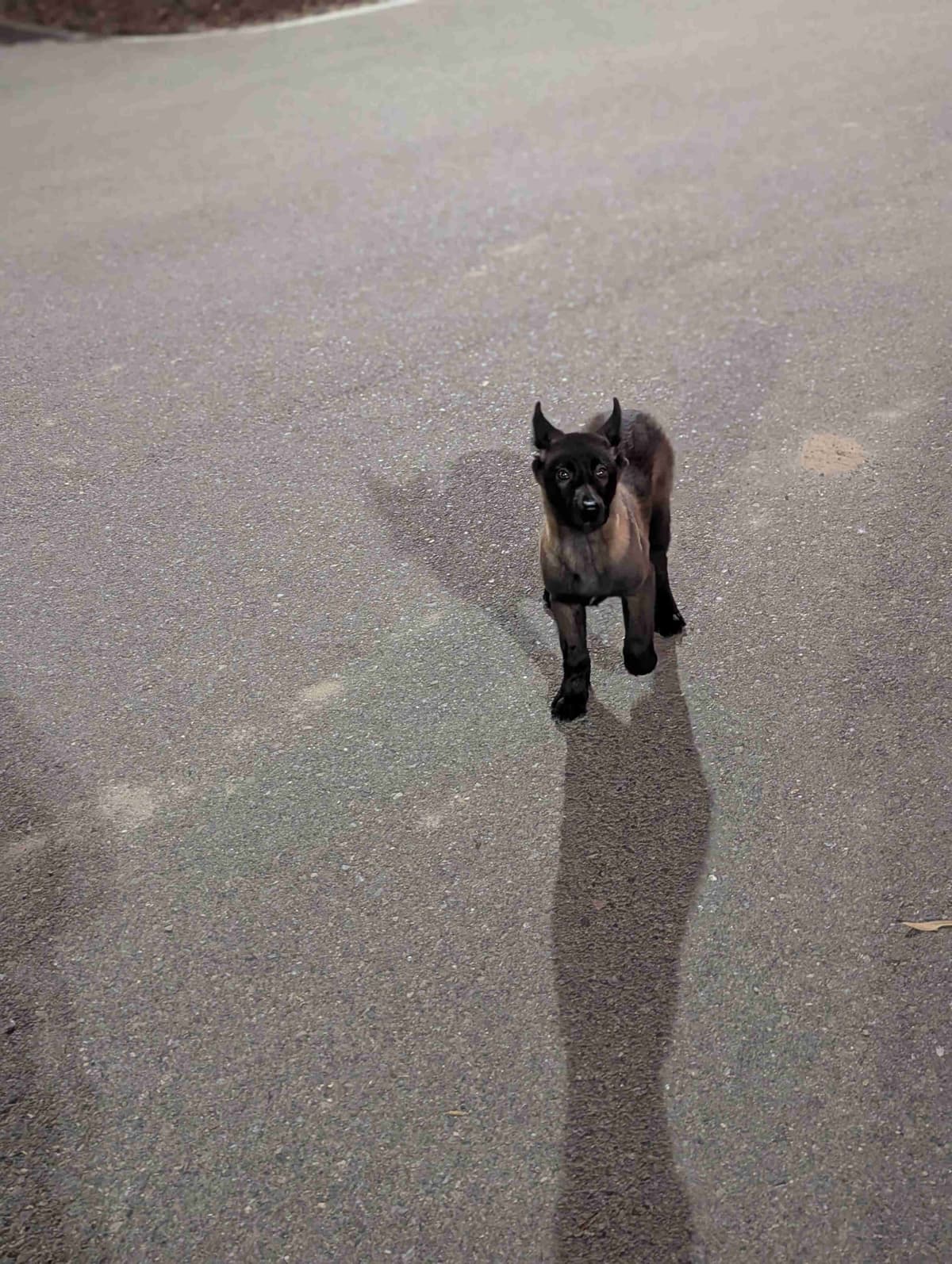 Belgian Malinois Puppies breeder image 7