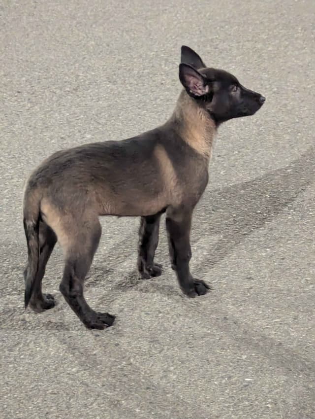 Belgian Malinois Puppies media 4