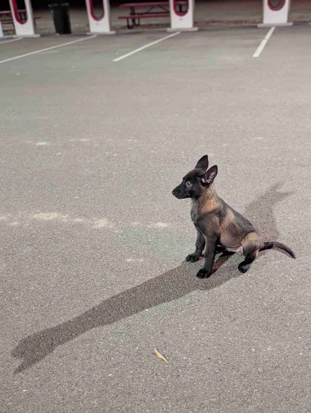 Belgian Malinois Puppies media 5
