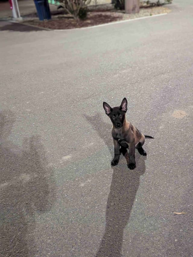 Belgian Malinois Puppies media 6
