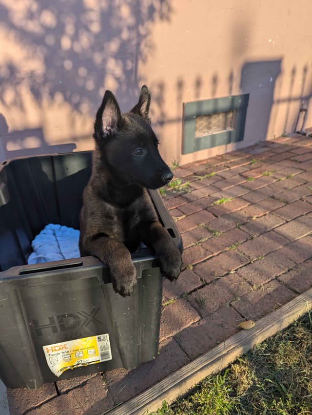 Belgian Malinois Puppies media 8