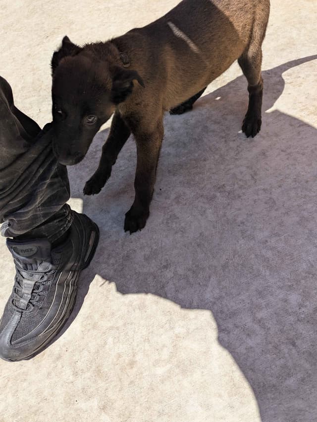 Belgian Malinois Puppies media 10