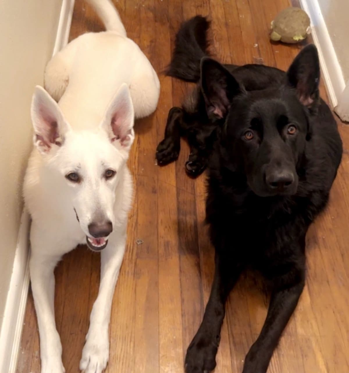 German Shepherd Dog Puppies breeder image 1