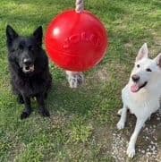 German Shepherd Dog Puppies media 2