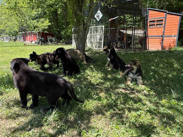 German Shepherd Dog Puppies media 4