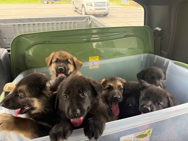 German Shepherd Dog Puppies media 5