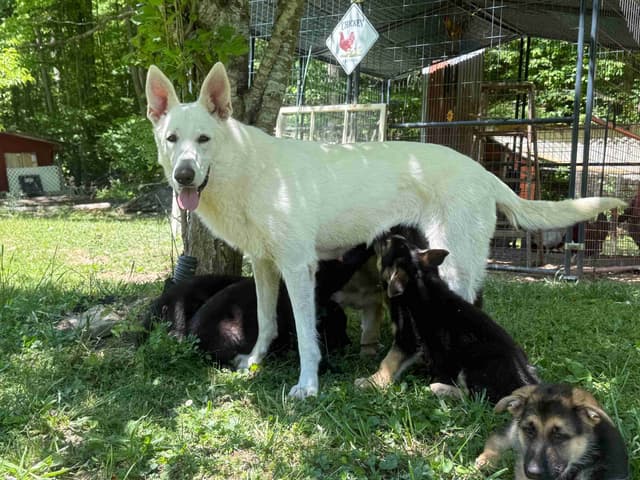 German Shepherd Dog Puppies media 6