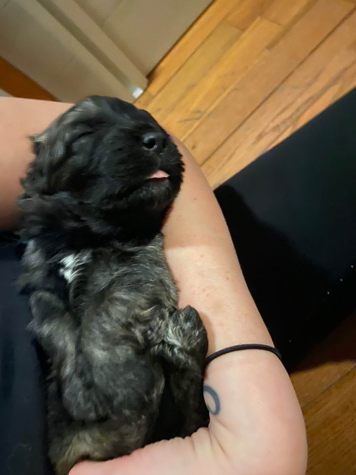 Bouvier des Flandres Puppies breeder image 3