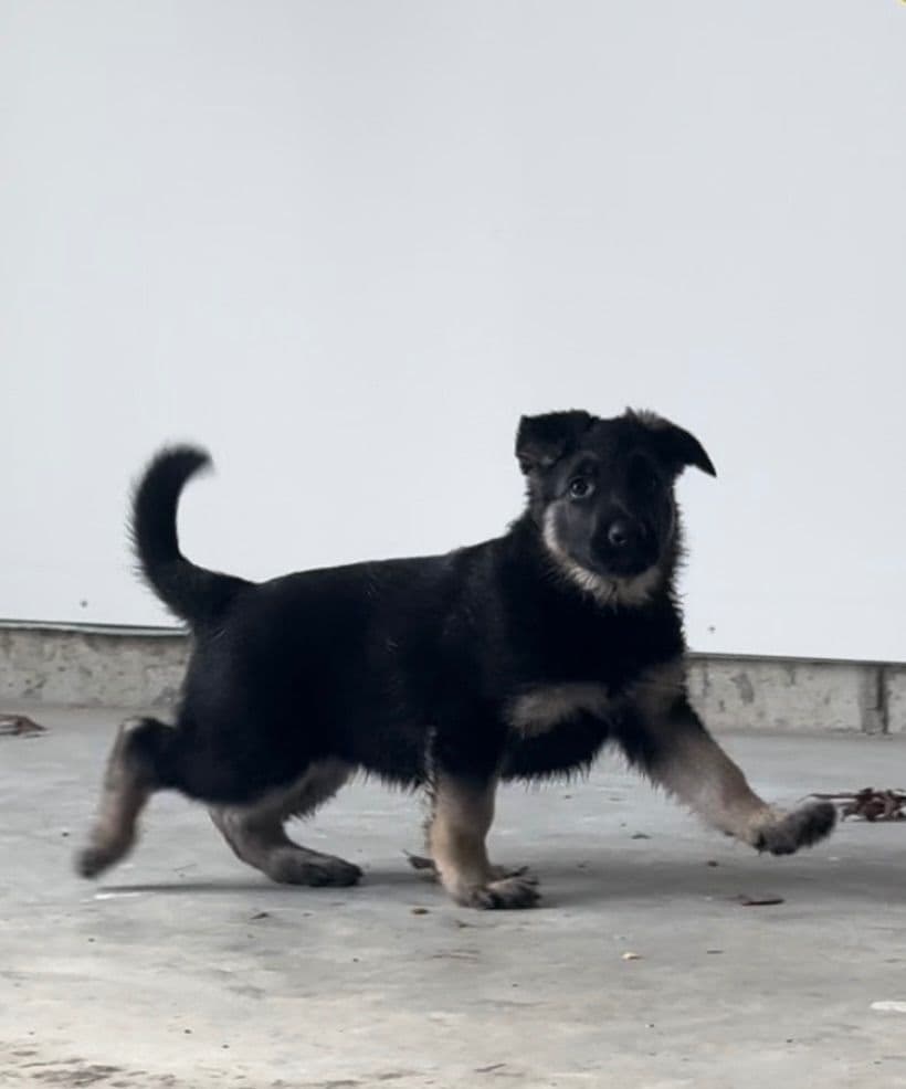 German Shepherd Dog Puppies breeder image 2