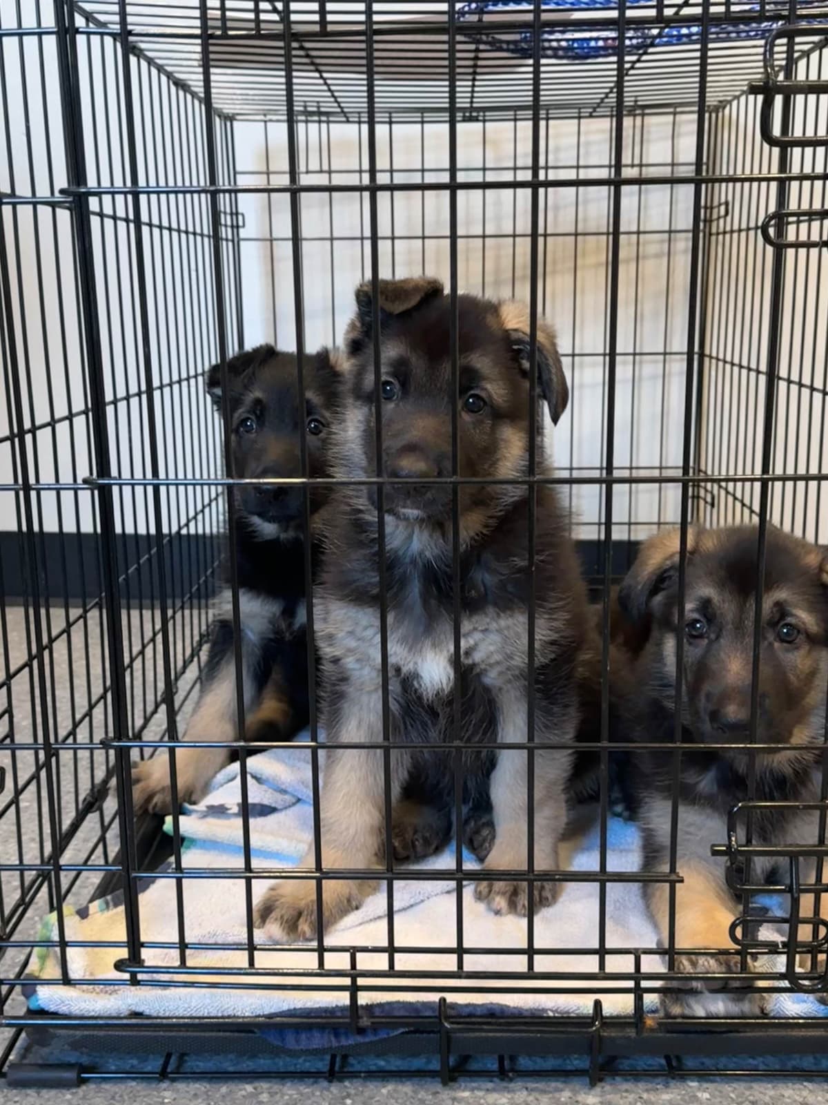 German Shepherd Dog Puppies breeder image 5