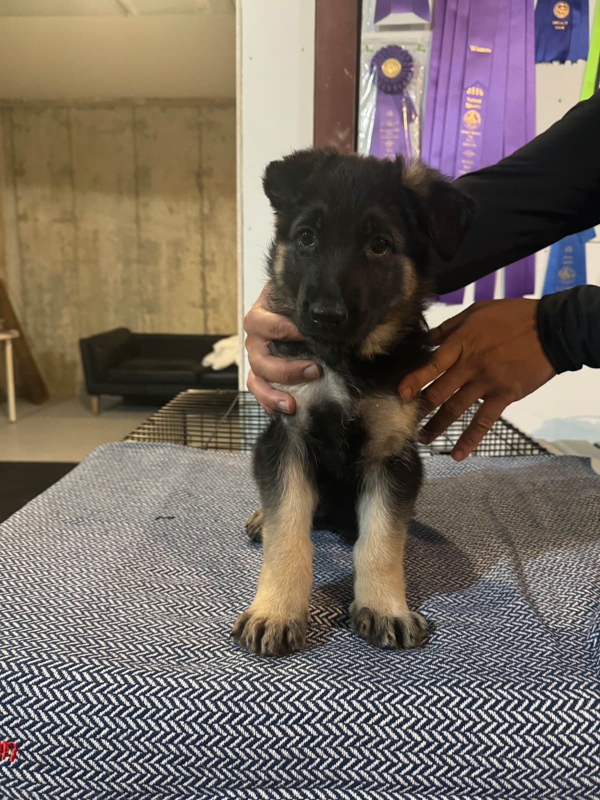 German Shepherd Dog Puppies breeder image 1
