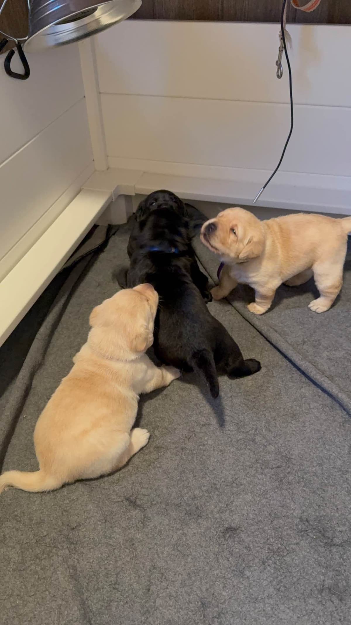 Labrador Retriever Puppies breeder image 1