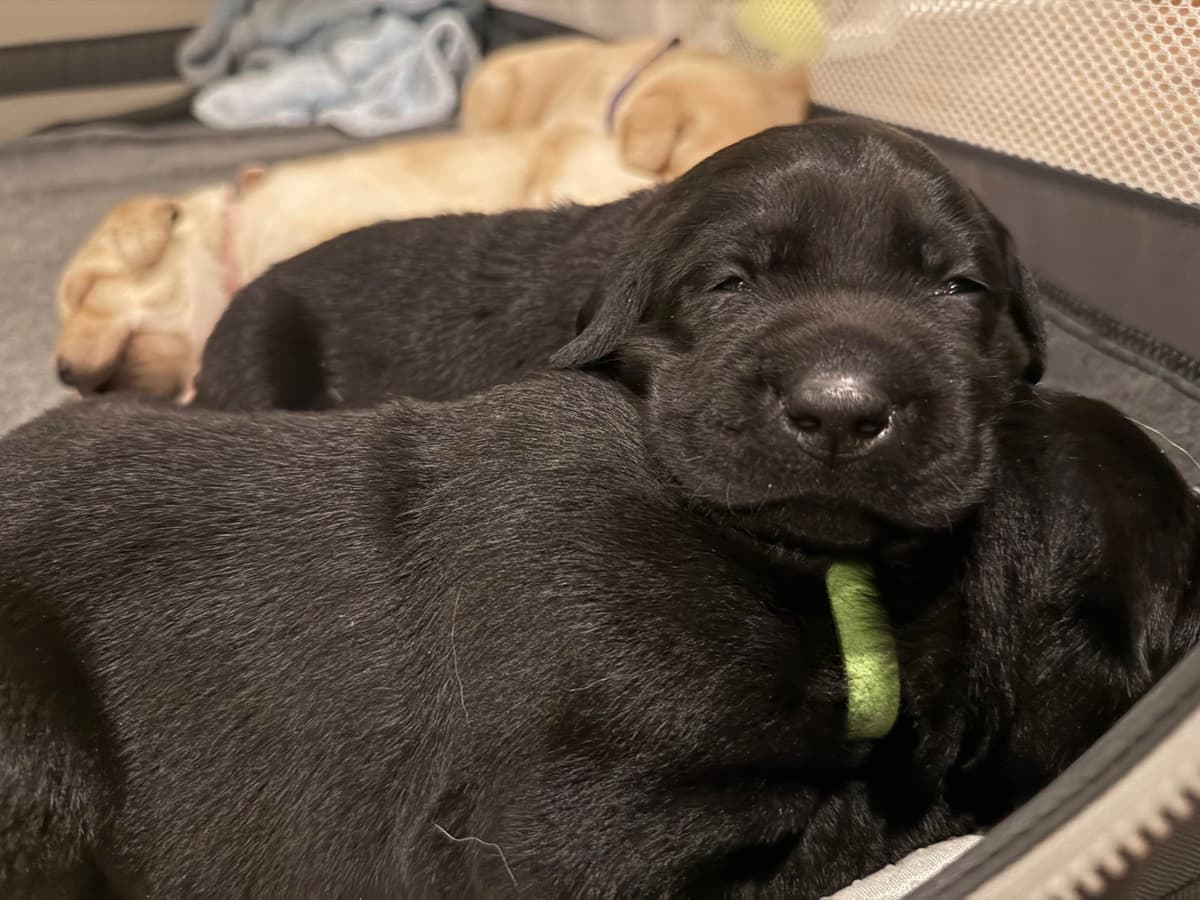 Labrador Retriever Puppies breeder image 2