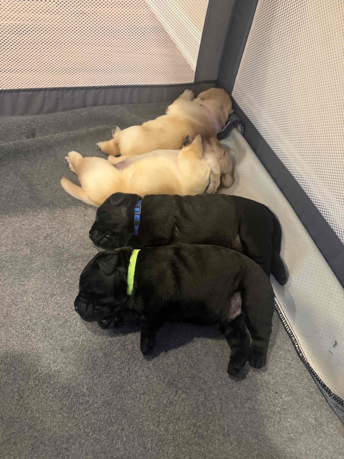Labrador Retriever Puppies breeder image 4