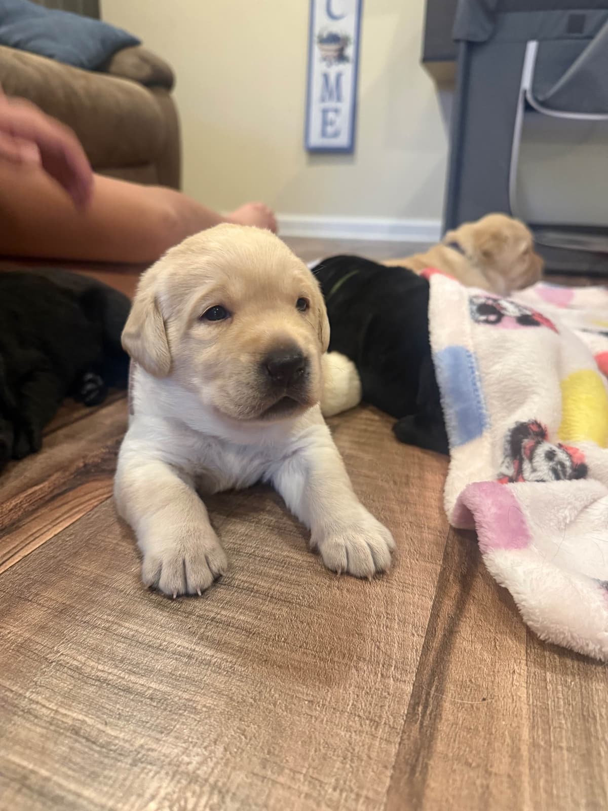 Labrador Retriever Puppies breeder image 5