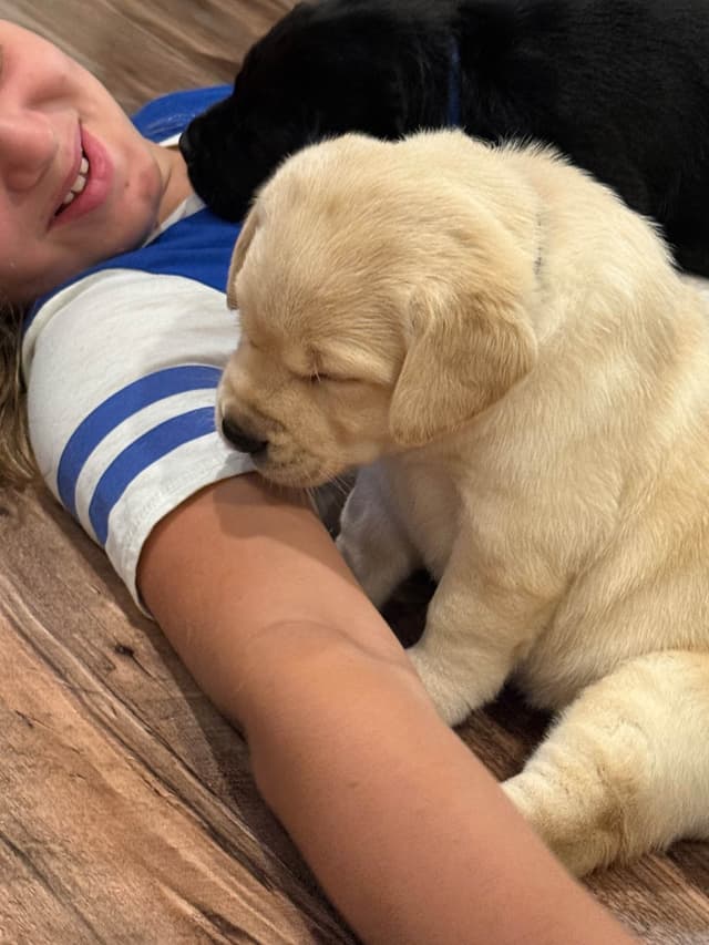 Labrador Retriever Puppies media 3