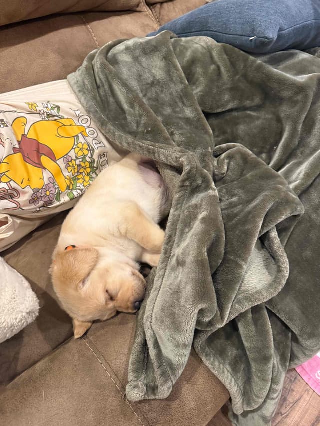Labrador Retriever Puppies media 4