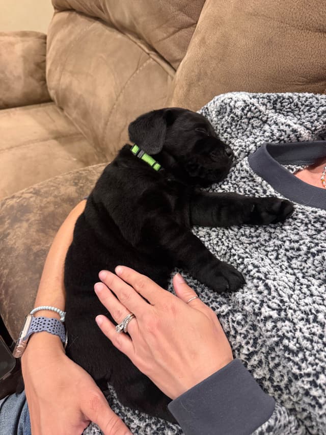 Labrador Retriever Puppies media 5