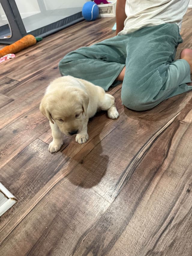 Labrador Retriever Puppies media 6