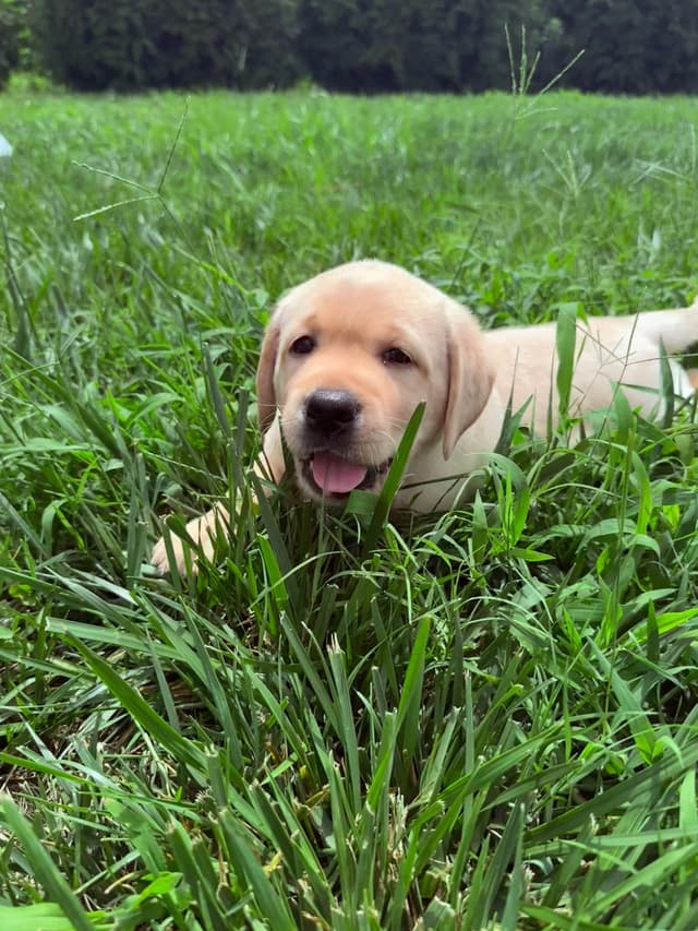 Labrador Retriever Puppies media 7