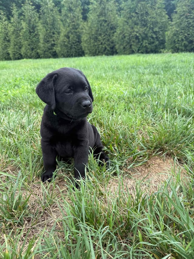 Labrador Retriever Puppies media 10
