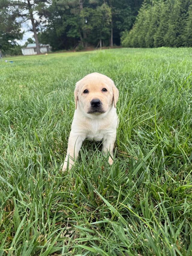 Labrador Retriever Puppies media 8