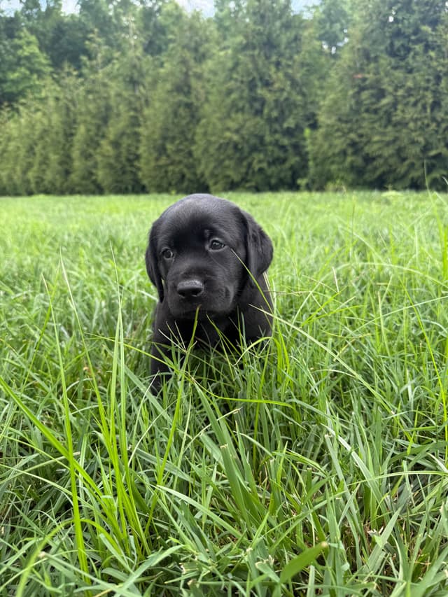 Labrador Retriever Puppies media 9
