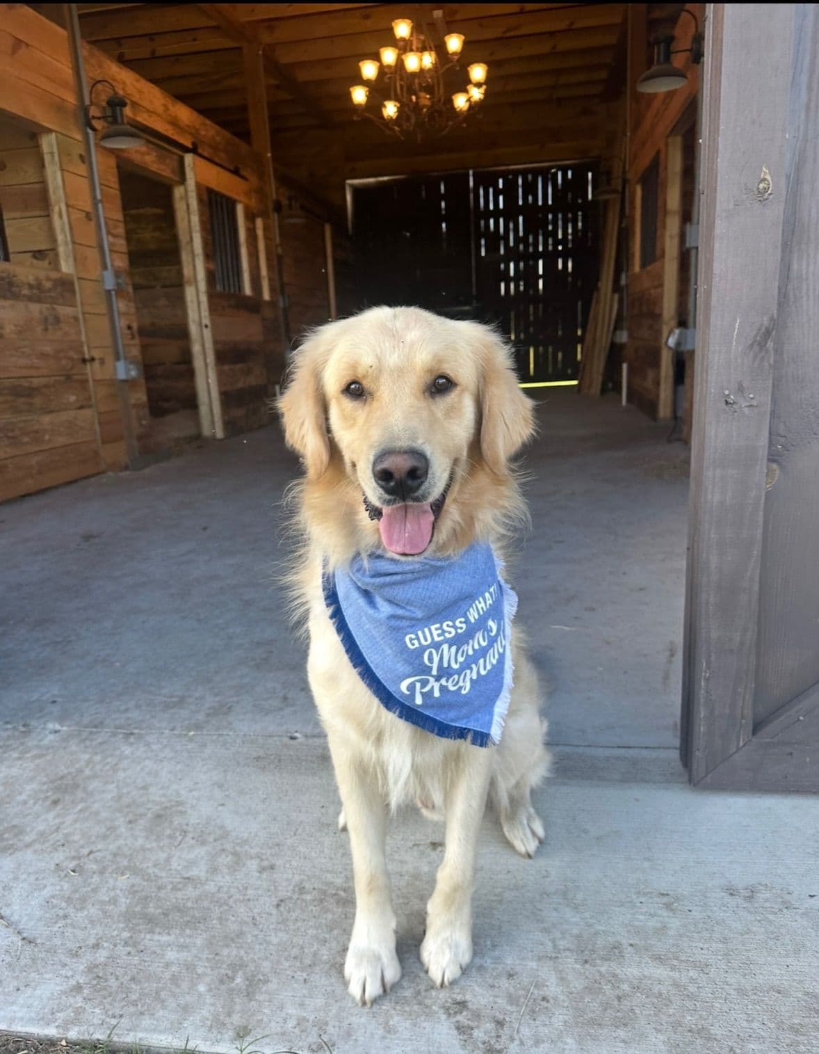 Golden Retriever Puppies breeder image 1