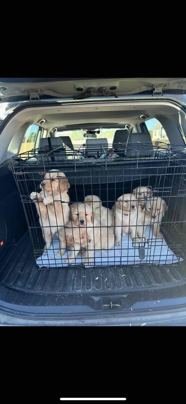 Golden Retriever Puppies media 17