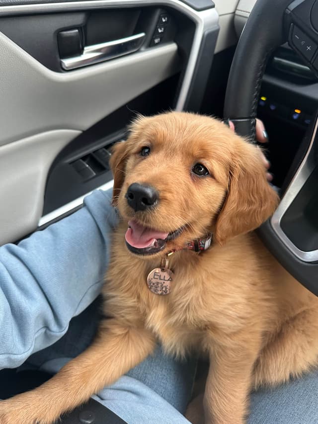 Golden Retriever Puppies media 18