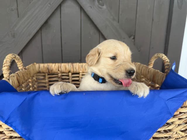 Golden Retriever Puppies media 4