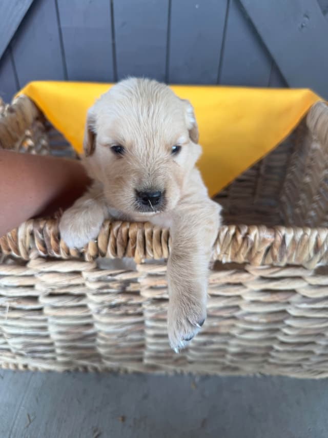 Golden Retriever Puppies media 8