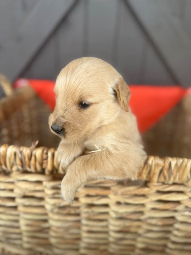 Golden Retriever Puppies media 9