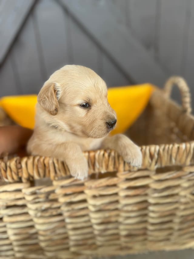 Golden Retriever Puppies media 7