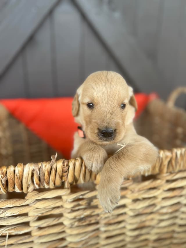Golden Retriever Puppies media 10