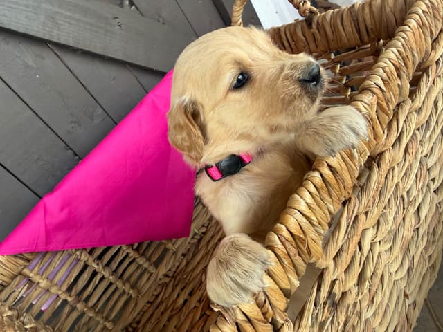 Golden Retriever Puppies media 5