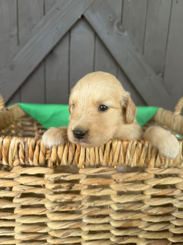 Golden Retriever Puppies media 12