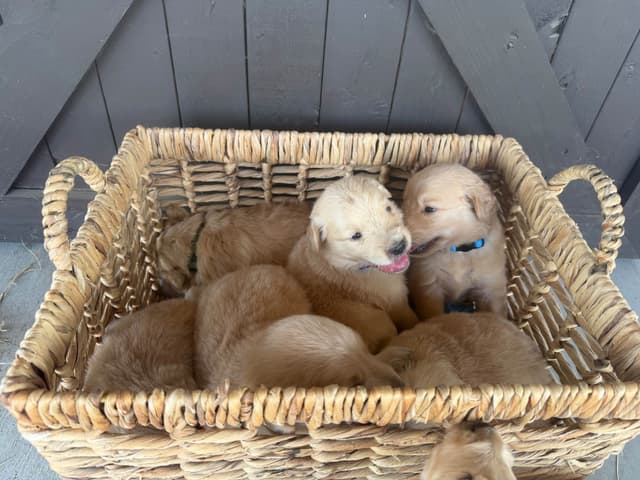 Golden Retriever Puppies media 3