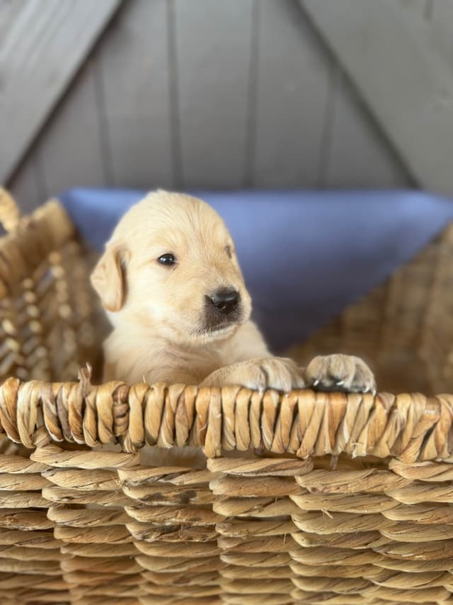 Golden Retriever Puppies media 11